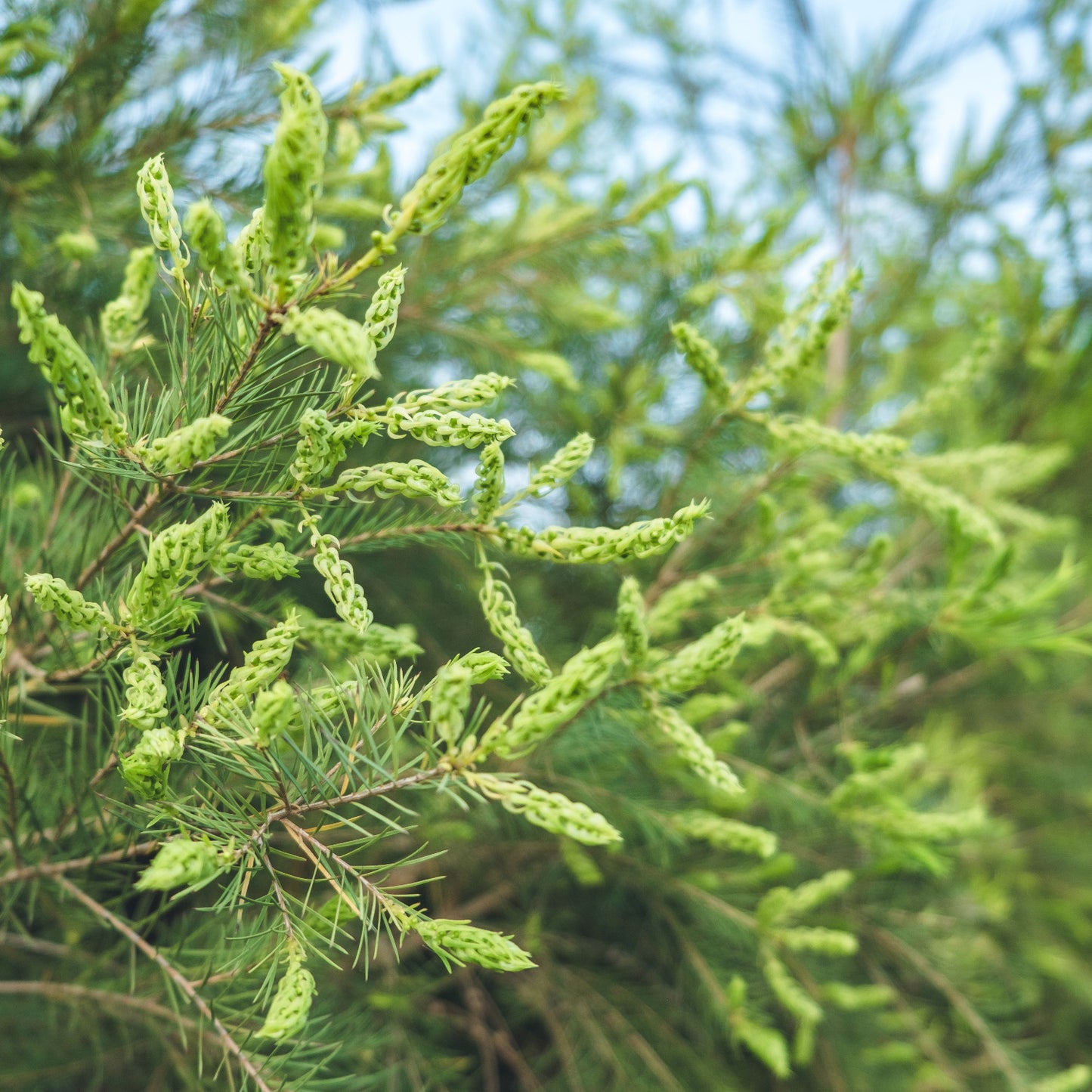 Ätherisches Öl Teebaum (Korsika) Demeter – 10ml