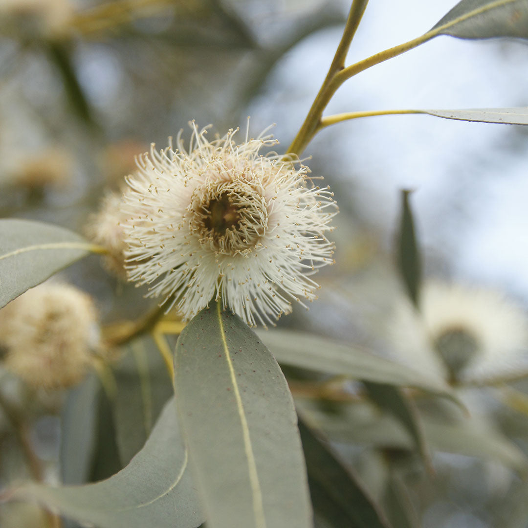 Eucalyptus globulus