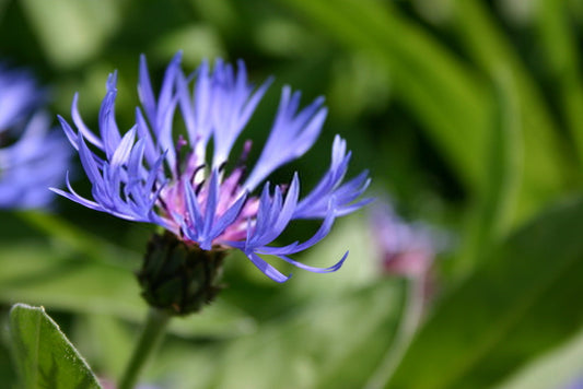 Bleuet