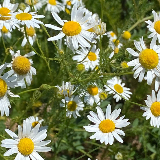 fleurs-de-camomille-allemande