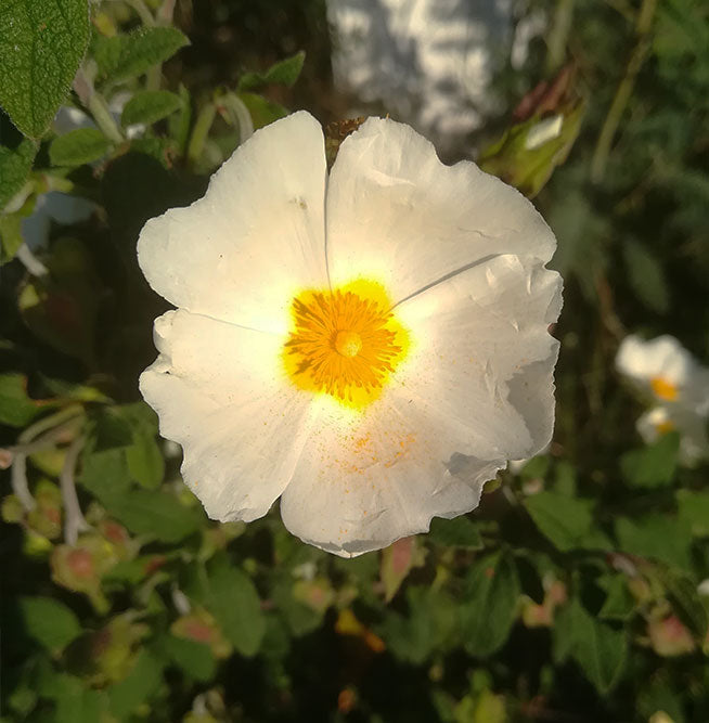 Ciste ladanifère