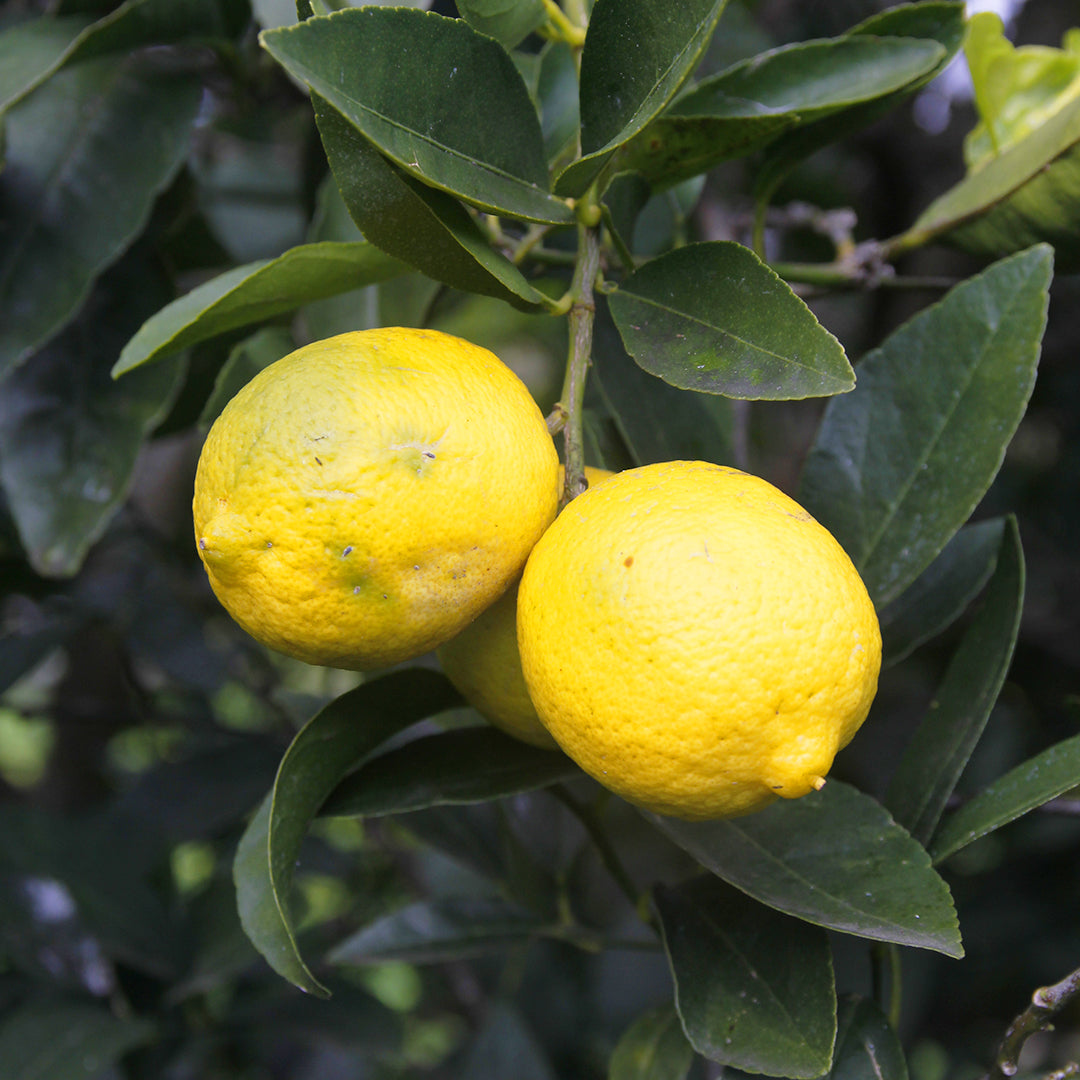 Citron