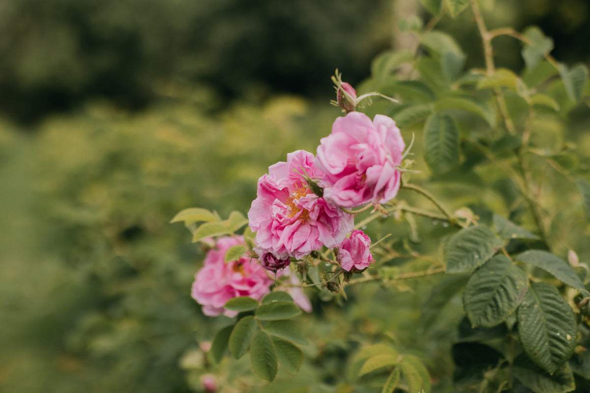 Rose de Damas