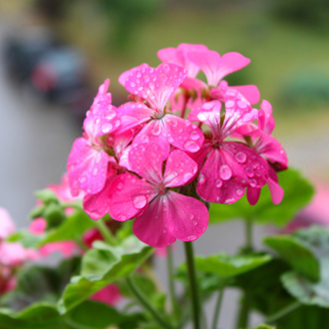 Géranium rosat