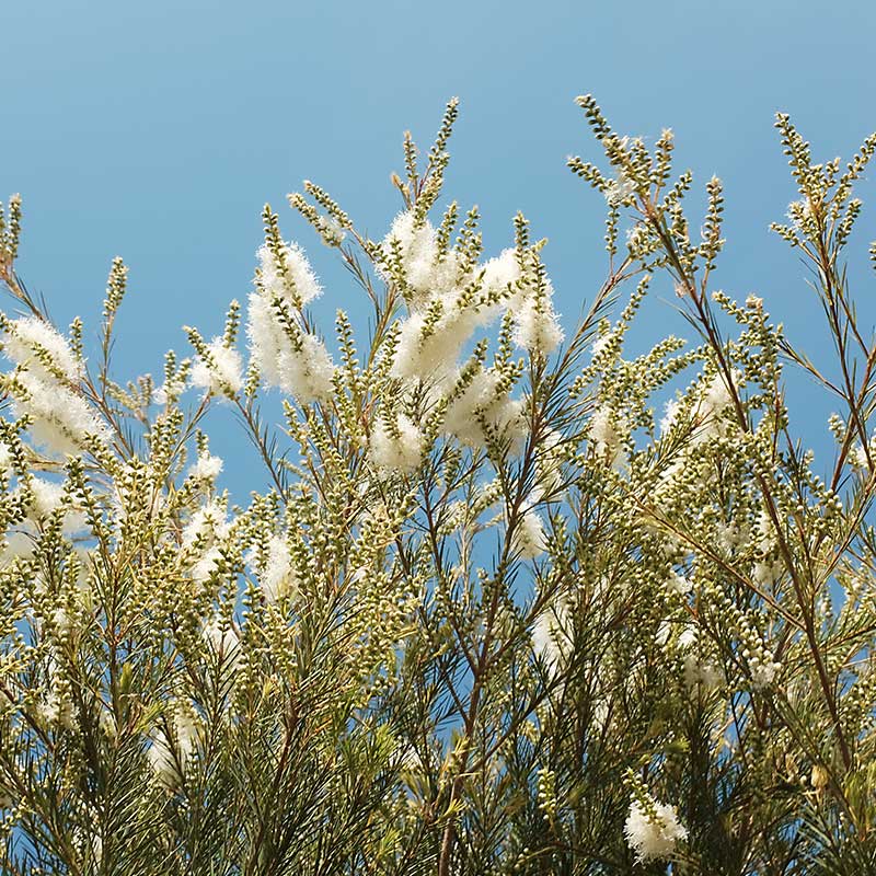 Tea tree