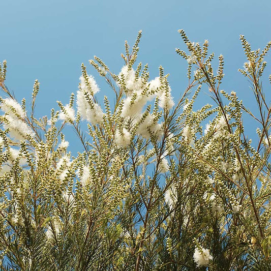 Tea tree