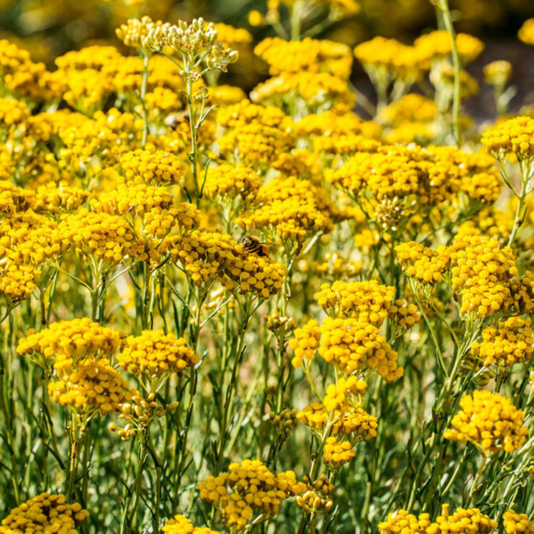 Immortelle Corse