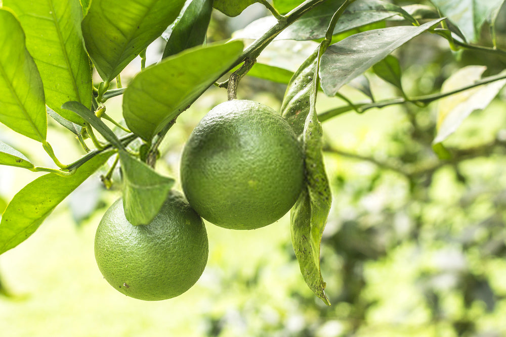 Lime de Tahiti