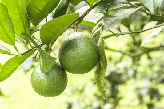 Lime de Tahiti