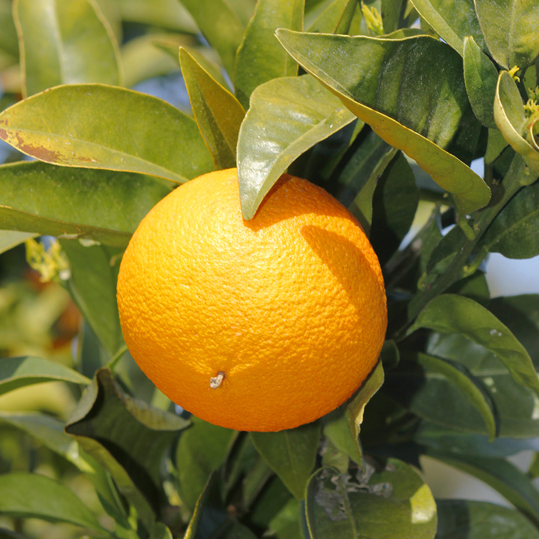 Orange douce
