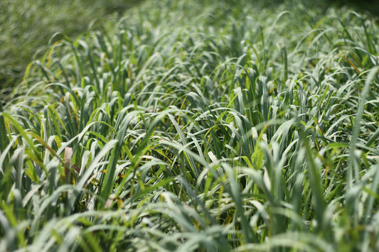Lemongrass
