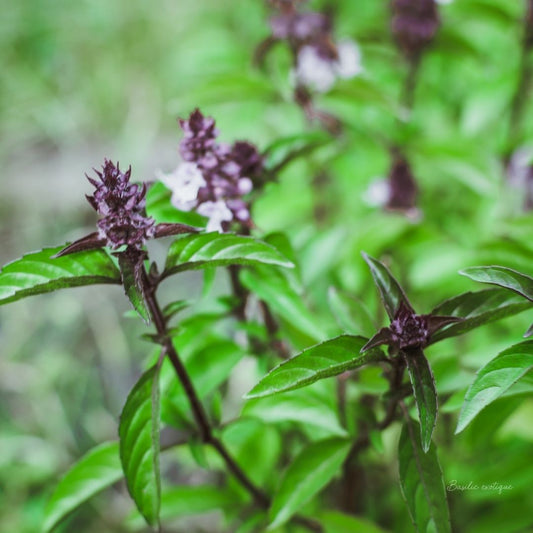Basilic exotique