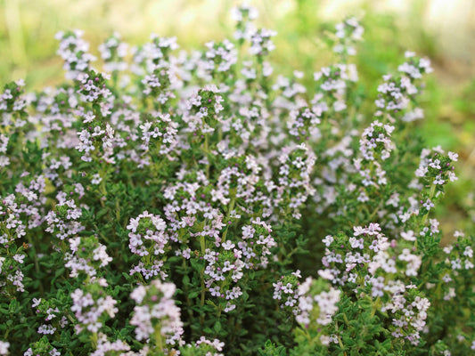Thym à thymol