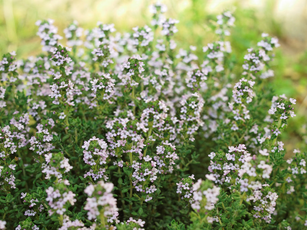 Thym à Thymol