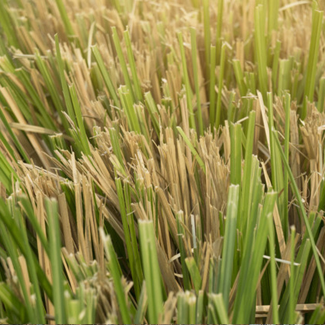 Vetiver