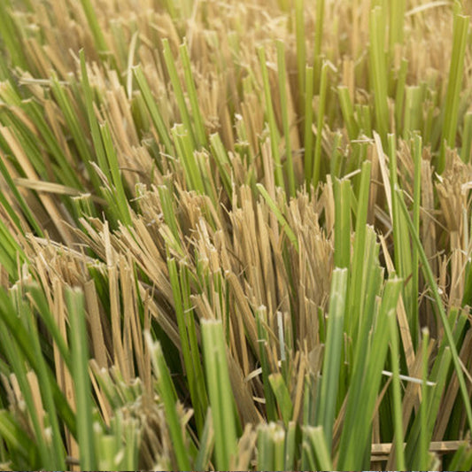 Vetiver