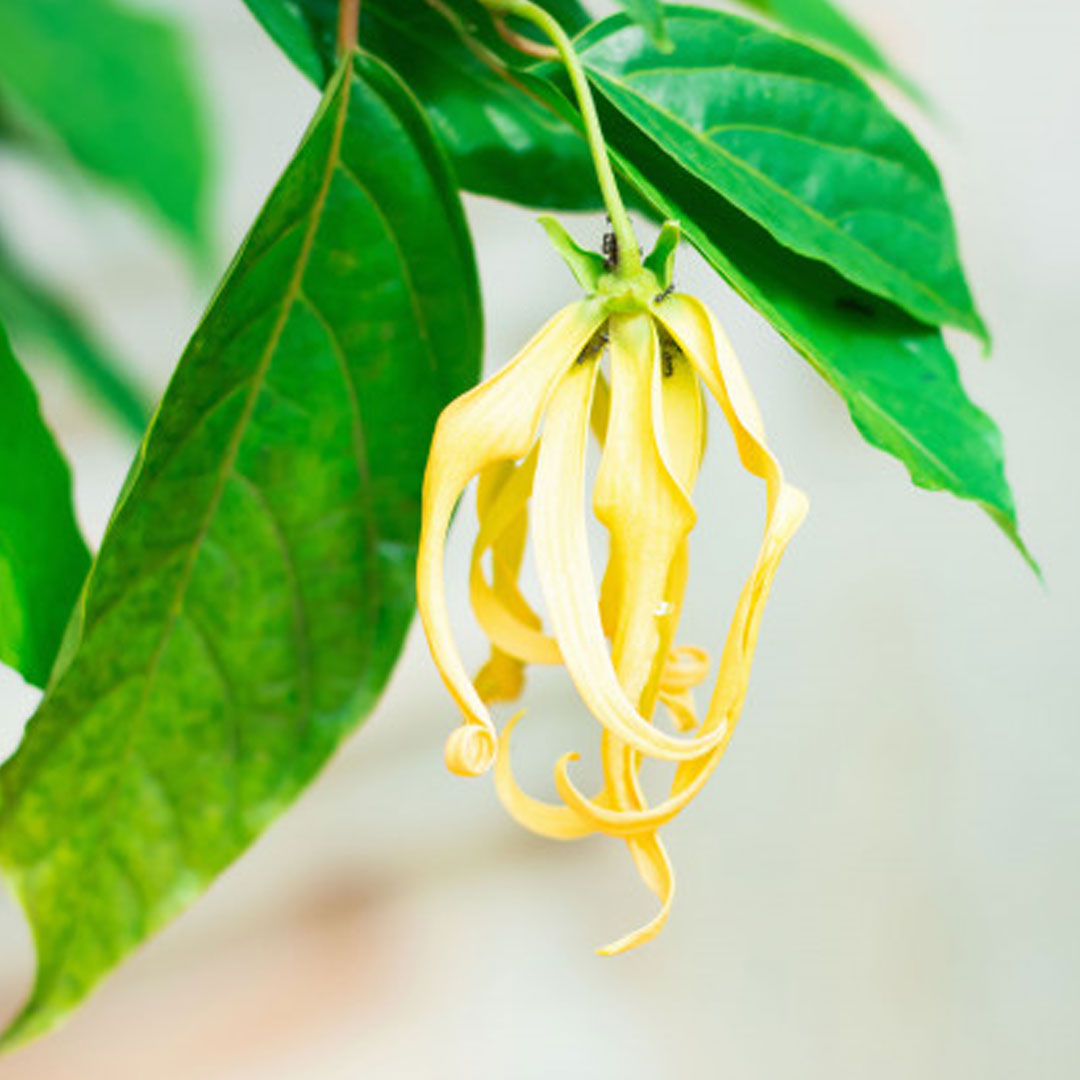 Ylang-Ylang