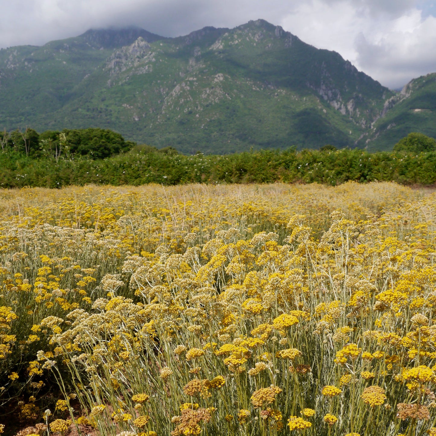Huile essentielle Immortelle corse Bio et biodynamie