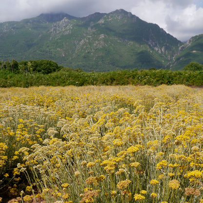Huile essentielle Immortelle corse Bio et biodynamie