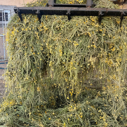 Huile essentielle Immortelle corse Bio et biodynamie