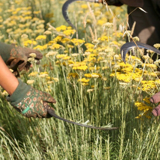 Huile essentielle Immortelle corse Bio et biodynamie