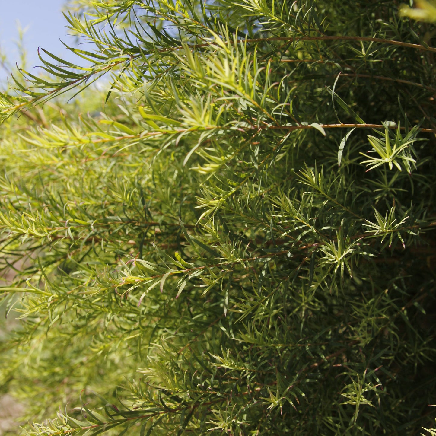 Ätherisches Öl Teebaum (Korsika) Demeter – 10ml