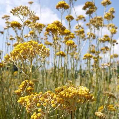Huile essentielle Immortelle corse Bio et biodynamie