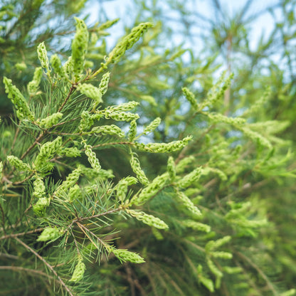 Ätherisches Öl Teebaum (Korsika) Demeter – 10ml