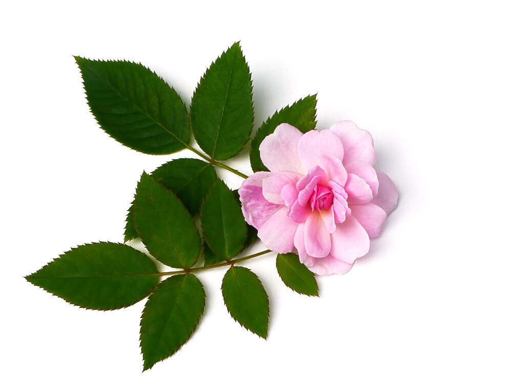 Eau Florale de rose de Damas bio - S/F - Sauri-Franck artisans